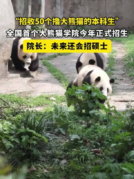 西华师范大学大熊猫学院是干什么的「熊猫学院百度百科」 TOTO卫浴