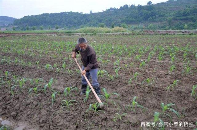 农村俗语“夏天不锄地，冬天饿肚皮”，大热天锄地影响真有那么大「谷子被砍是什么意思」 水暖配件