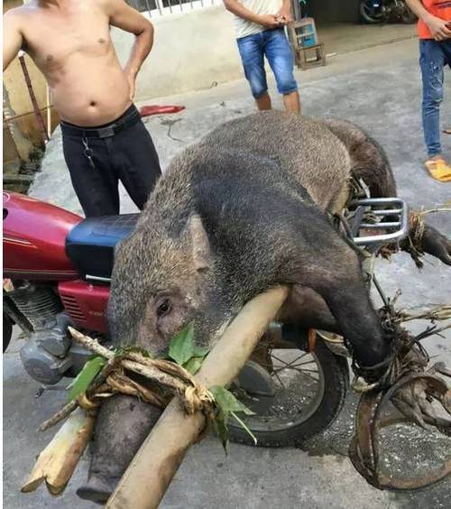 历史上的六大凶兽「野猪闯星级酒店乱撞视频」 卫浴百强