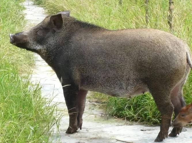 野猪肉什么样的不能吃「」 摩恩卫浴